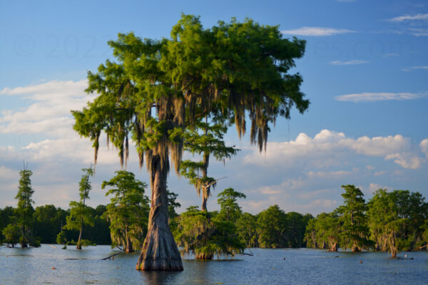 Cypress Tree And Spanish Moss Of The Swamps In Lafayette, Louisiana