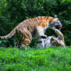 Scuffling Siberian Tigers Compete In The Wild Grasslands