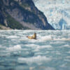 Seal Watches Over Thick Floating Ice Of Northwestern Glacier In Kenai Fjords National Park, Alaska