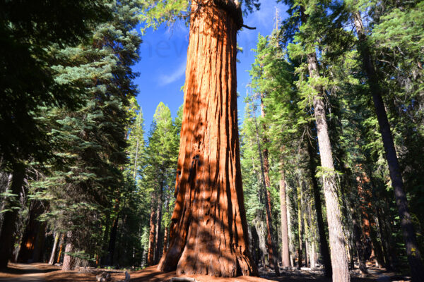 Giant Sequoia Is Much Larger And Redder Than Surrounding Trees In Sequoia National Park, California