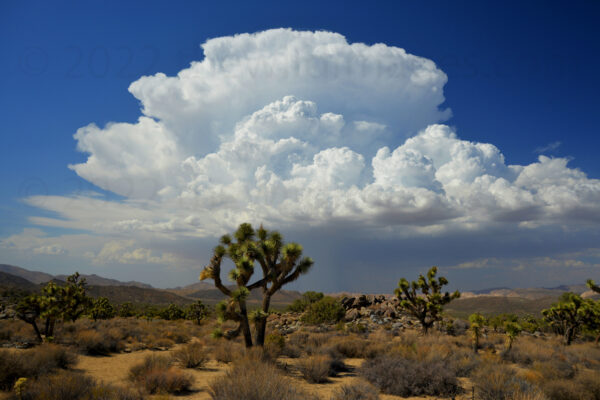 Thunderstorm Builds Up In Joshua Tree National Park, California