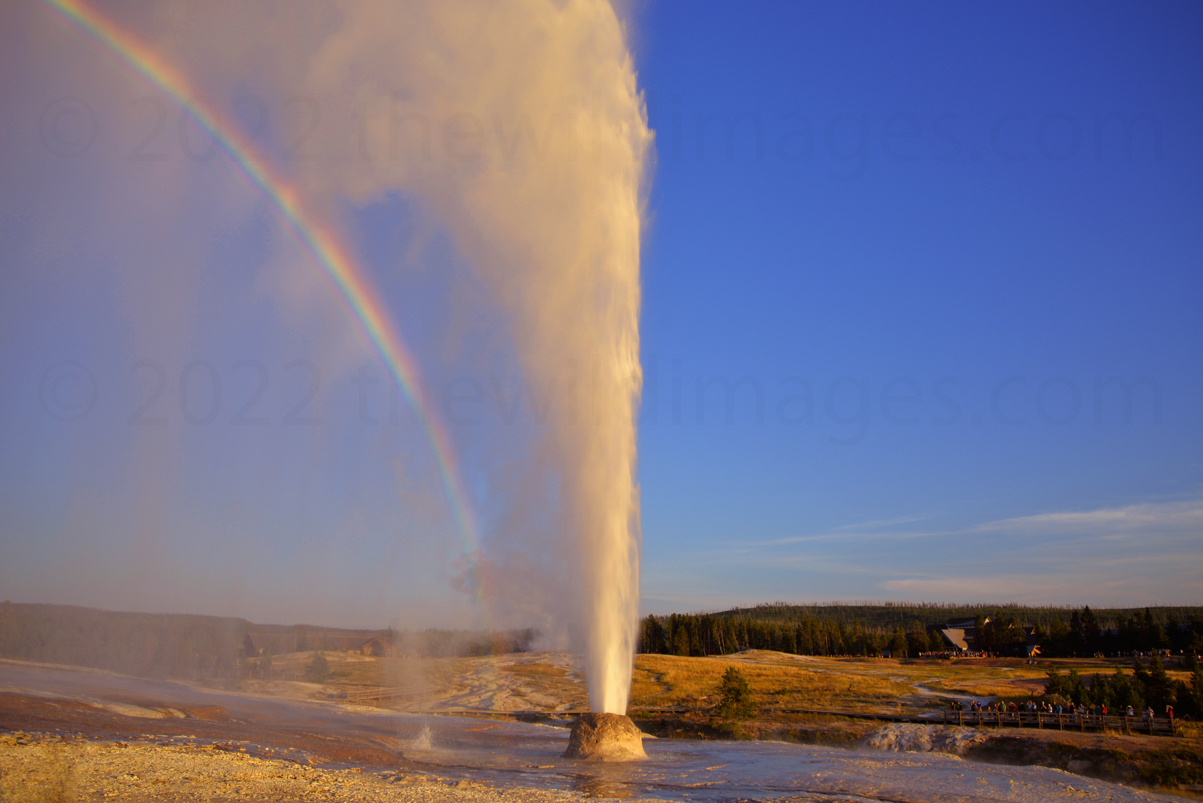 Download Majestic Yellowstone Geyser Erupting in Nature Wallpaper |  Wallpapers.com