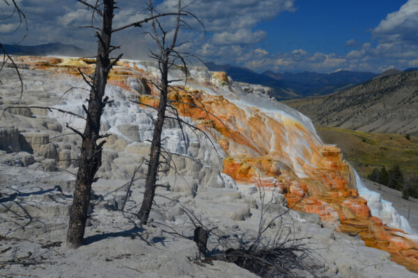 The Bright Colors Of The Active Mineral Terraces In Mammoth Hot Springs Of Yellowstone National Park, Wyoming