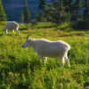 White Mountain Goats Graze The Highland Grasses In Glacier National Park, Montana