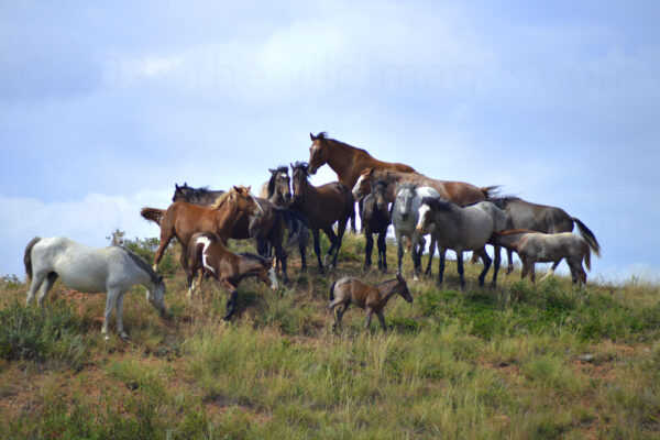 Wild Horses Gather On A Hilltop In Theodore Roosevelt National Park, North Dakota