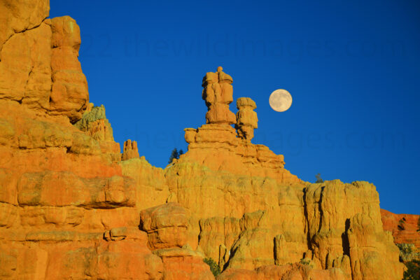 Full Moon Rises In Red Canyon, Utah