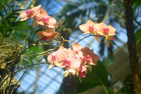 Wildflowers Grow Tall Under The Glass Ceiling Of The Opryland Hotel Garden Conservatory In Nashville, Tennessee