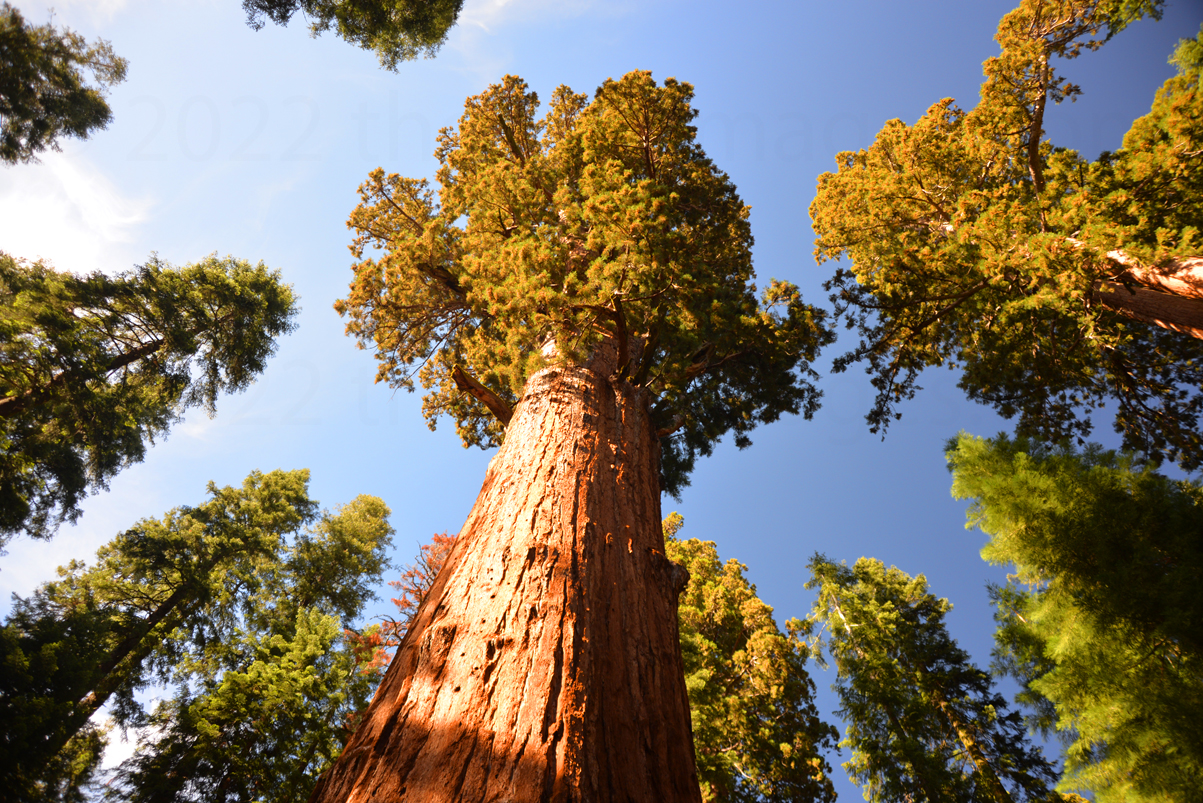 Giant Sequoias Retain Their Massive Red Trunk Diameters Over The ...