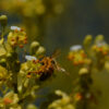 A Pollen Covered Honeybee Searches For Yet More Bounty On Palo Verde Tree Flowers In The Sonoran Desert, Arizona