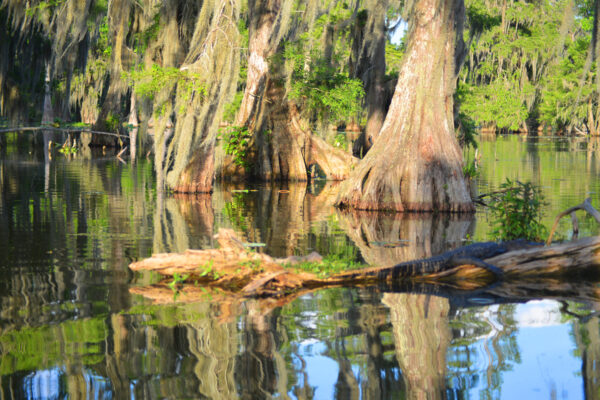 Complex Reflections Of The Thick Cypress Trunks On Gently Rippling Water Hides An Alligator In The Atchafalaya Basin, Louisiana