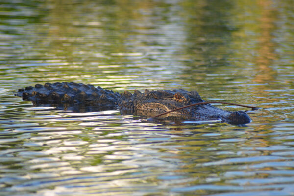 An Enormous Alligator Is Not At All Hidden By A Floating Stick In The Colorful Ripples Of The Extensive Swamps In The Atchafalaya Basin, Louisiana