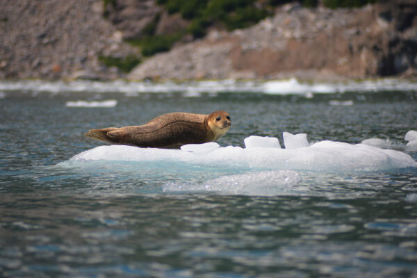 A Seal Rides An Ice Platform As The Approaching Low Tide Pulls The Bulk Of Floating Ice Away In Kenai Fjords National Park, Alaska