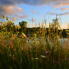 Wildflowers And Grasses Of The Expansive Prairies Line The Shore Of A Pond Among The Wild Wetlands Of Wisconsin