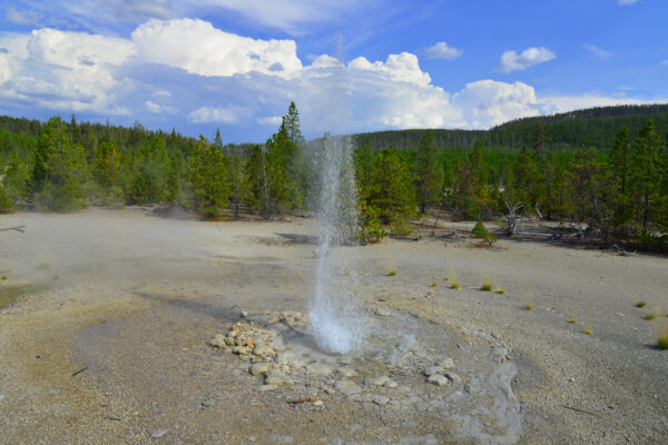 Cumulonimbus Clouds Form A Backdrop To A Playful Eruption Of Vixen Geyser In The Back Basin Of Norris Geyser Basin In Yellowstone National Park, Wyoming