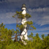 The Towering Structure Of The Cape Lookout Lighthouse Is Framed By Pine Trees In A Remote Setting On Cape Lookout Island, North Carolina