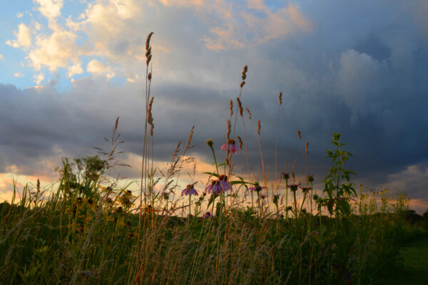 Wildflowers And Grasses Reach For The Skies Under A Dark Storm Cloud As Sunset Falls Over The Remote Prairie Wilderness Of Wisconsin