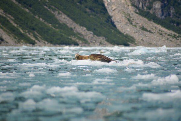 A Bull Seal Climbs Out Of The Ice Covered Frigid Blue Ocean Water Onto An Ice Platform With A Cow Seal In Kenai Fjords National Park, Alaska