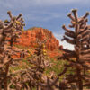 Cane Cholla Cacti Covered With Bright Yellow Buds Frame The Towering Red Cliffs At Springtime In The Higher Altitude Desert Near Sedona, Arizona